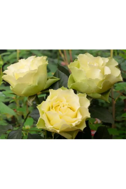 Екзотична троянда ‘Лімбо’ з унікальним забарвленням пелюсток